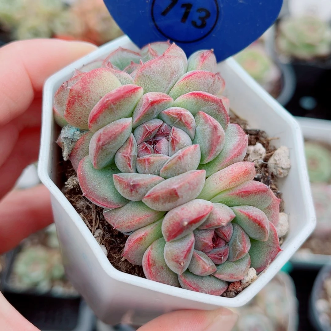 风靡园艺新品珍妮群