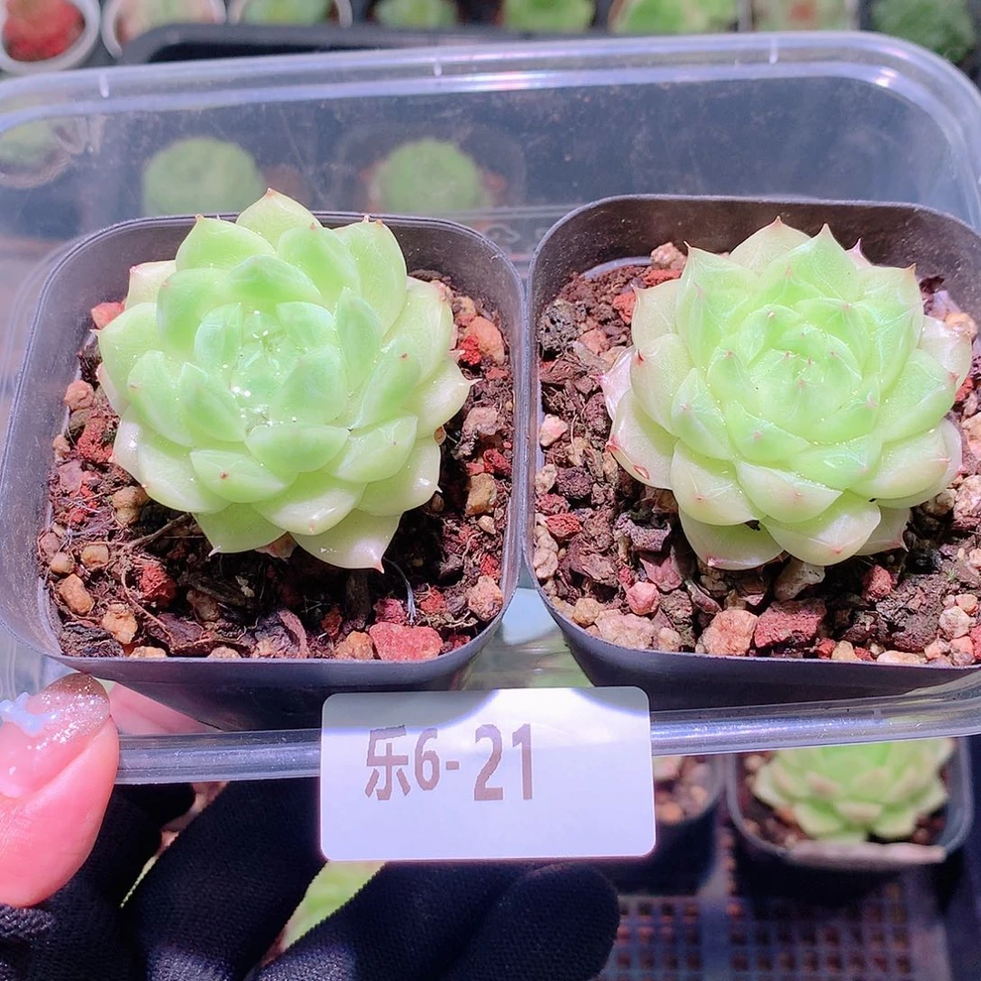 乐然6-21 麦秆2颗