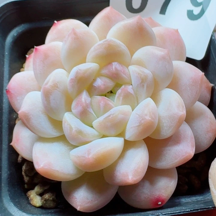 冰魄         精控精养多肉植物