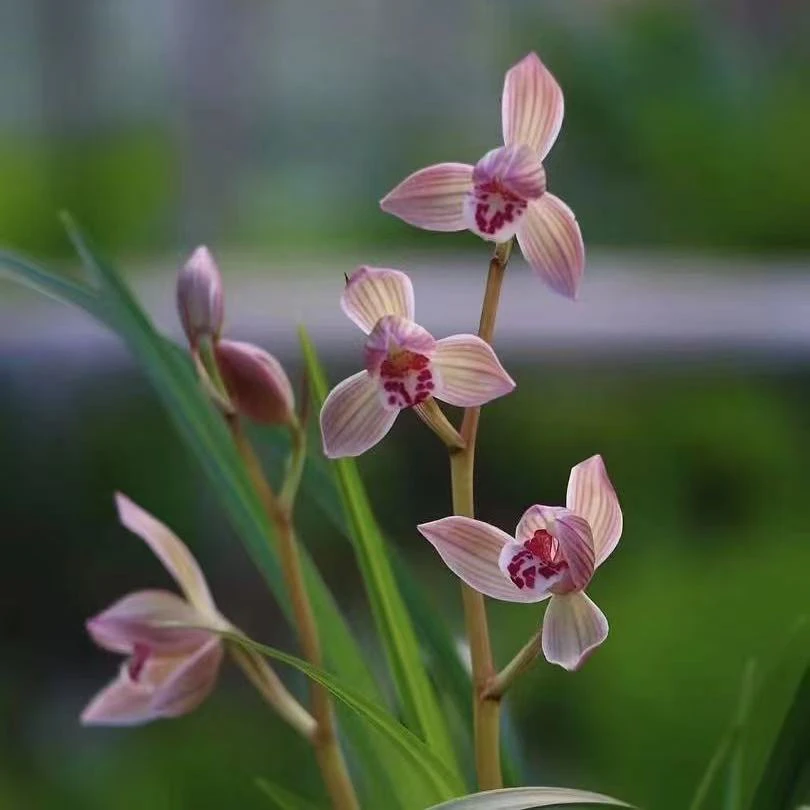 云南莲瓣兰 茈碧名兰苑；一物一拍