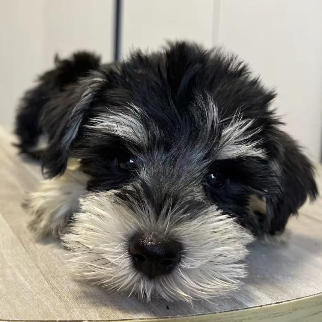 雪宝家福利活动幼犬