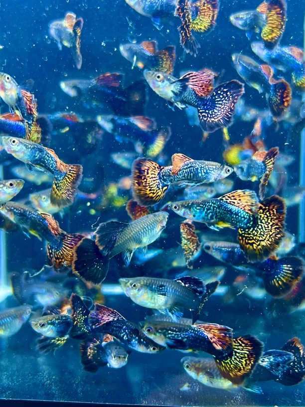 种鱼七彩龙鳞蕾丝红龙耳翼淡水观赏孔雀鱼入缸造景能力美观很好养