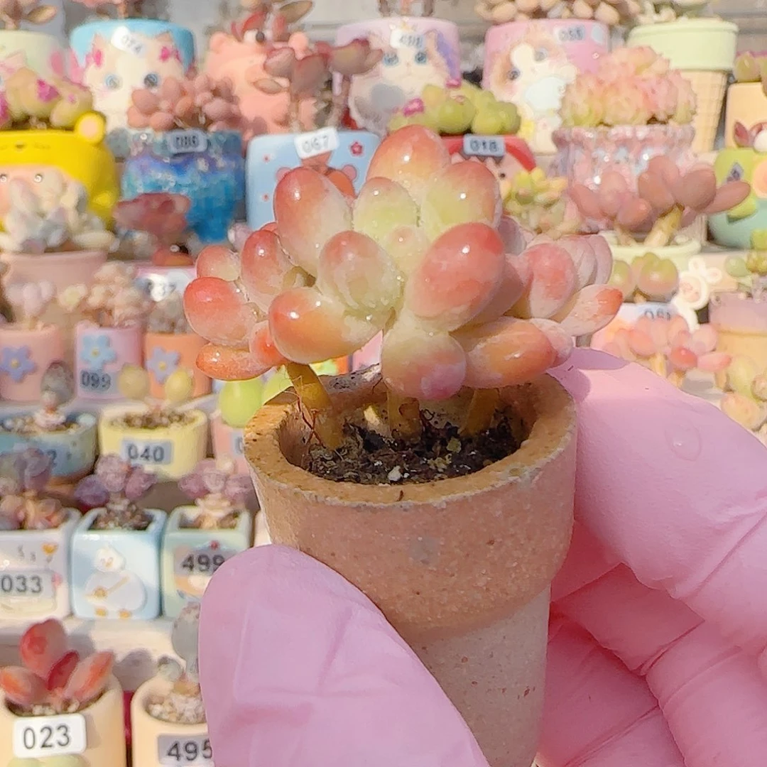 L 小樱花奶 盆口2.5cm