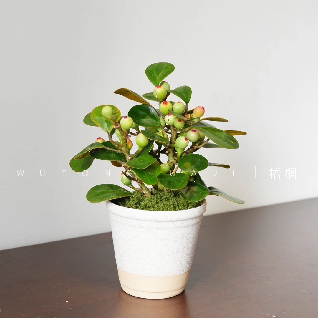 小盼菩提盆栽室内好养桌面绿植带果发货