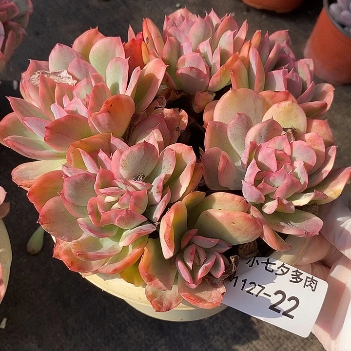 小七夕多肉绮罗22