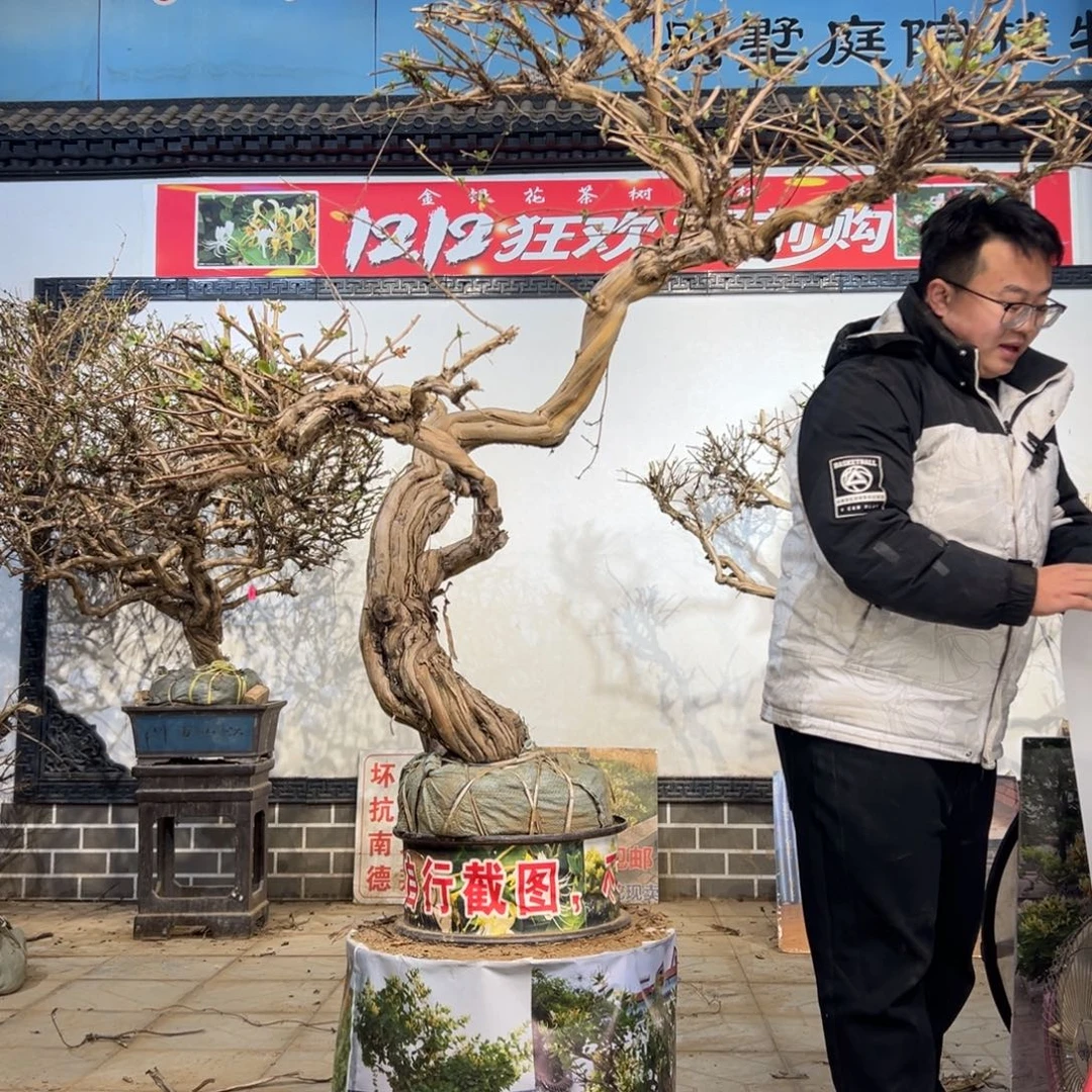 无花朵金银花的77778889999997655