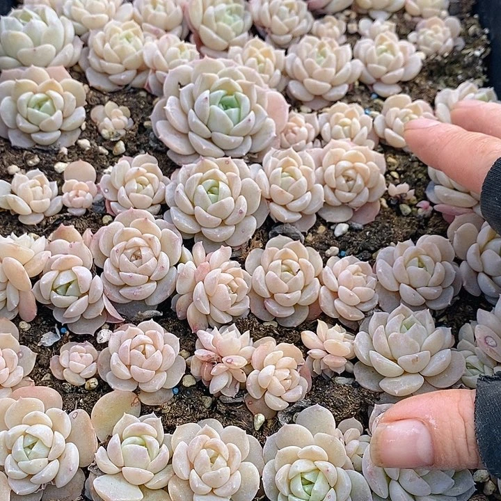 37 多肉植物盆栽花卉植物