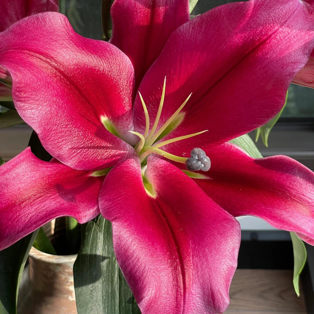 【帕拉佐】28+百合树 拍五送一包肥料 拍十送三包肥料