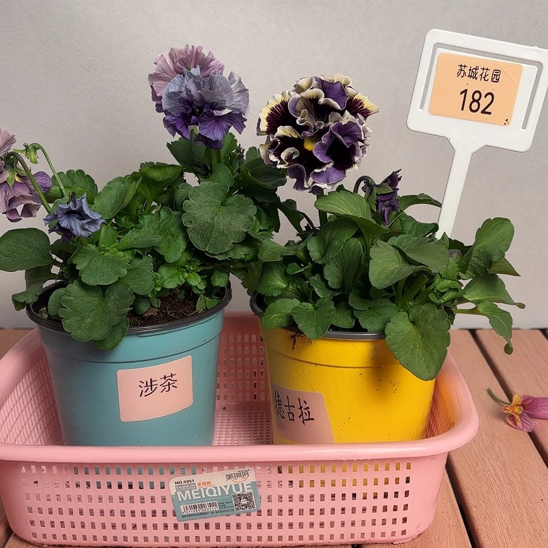 大部分开放少量花苞182