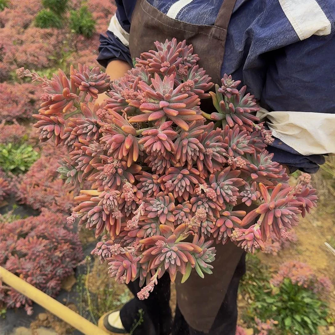 秋丽 一颗 不包损13.8