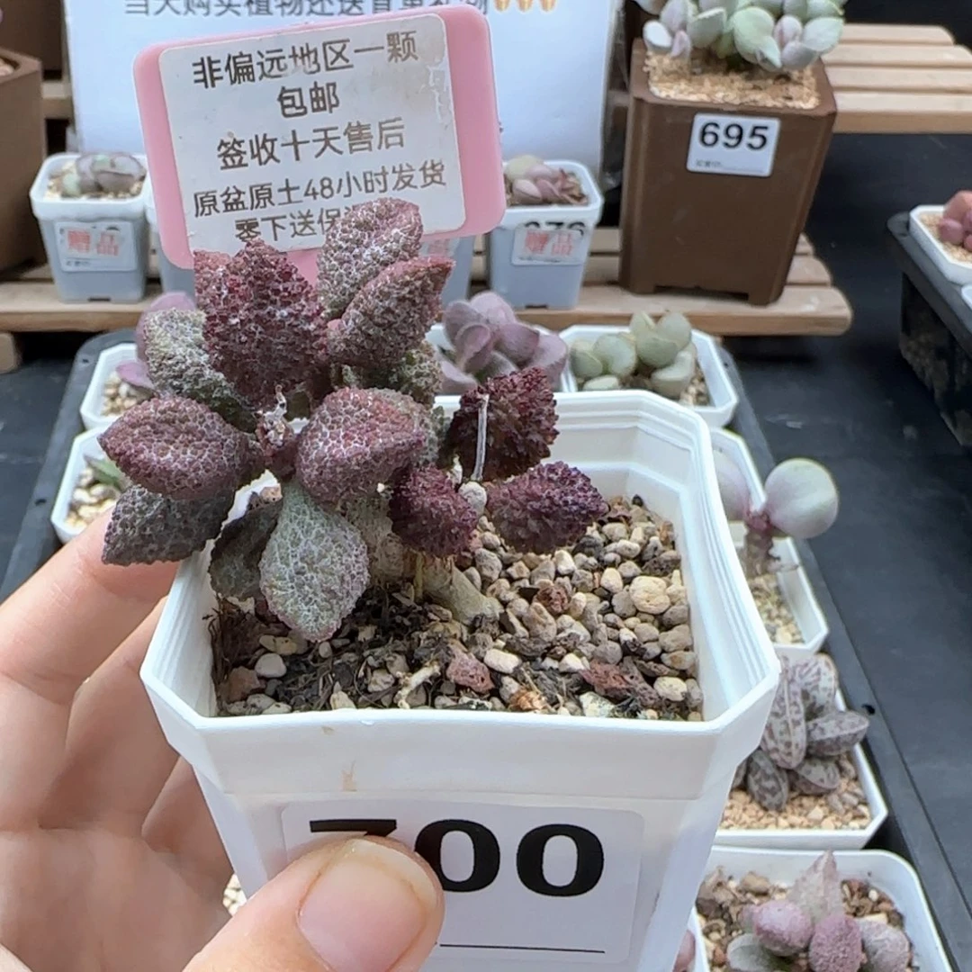 700荔枝皮多肉植物