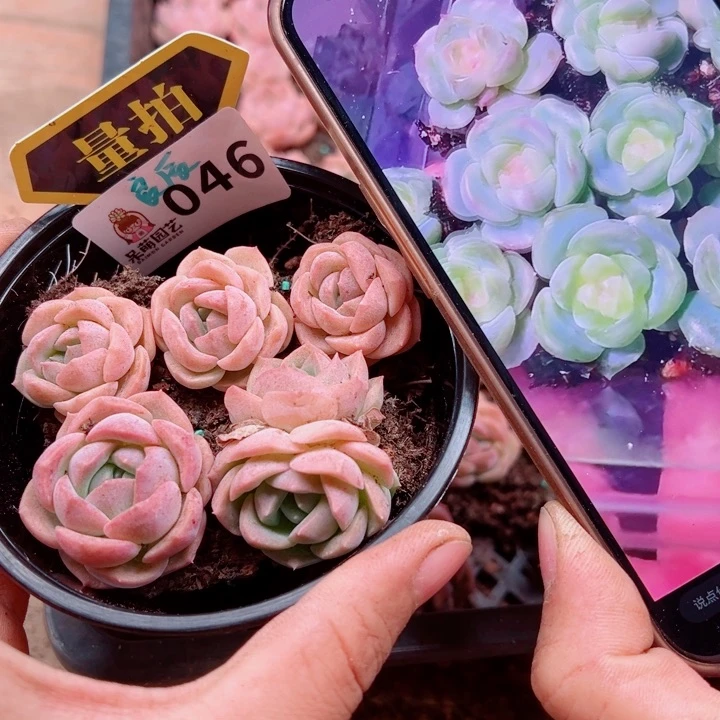 多肉植物多肉植物