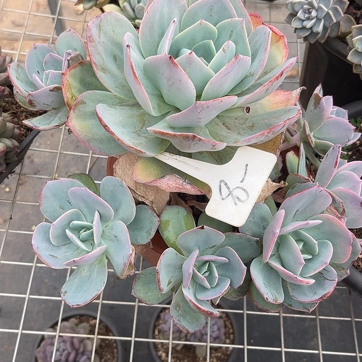 两单包邮，一物一拍8雪峰