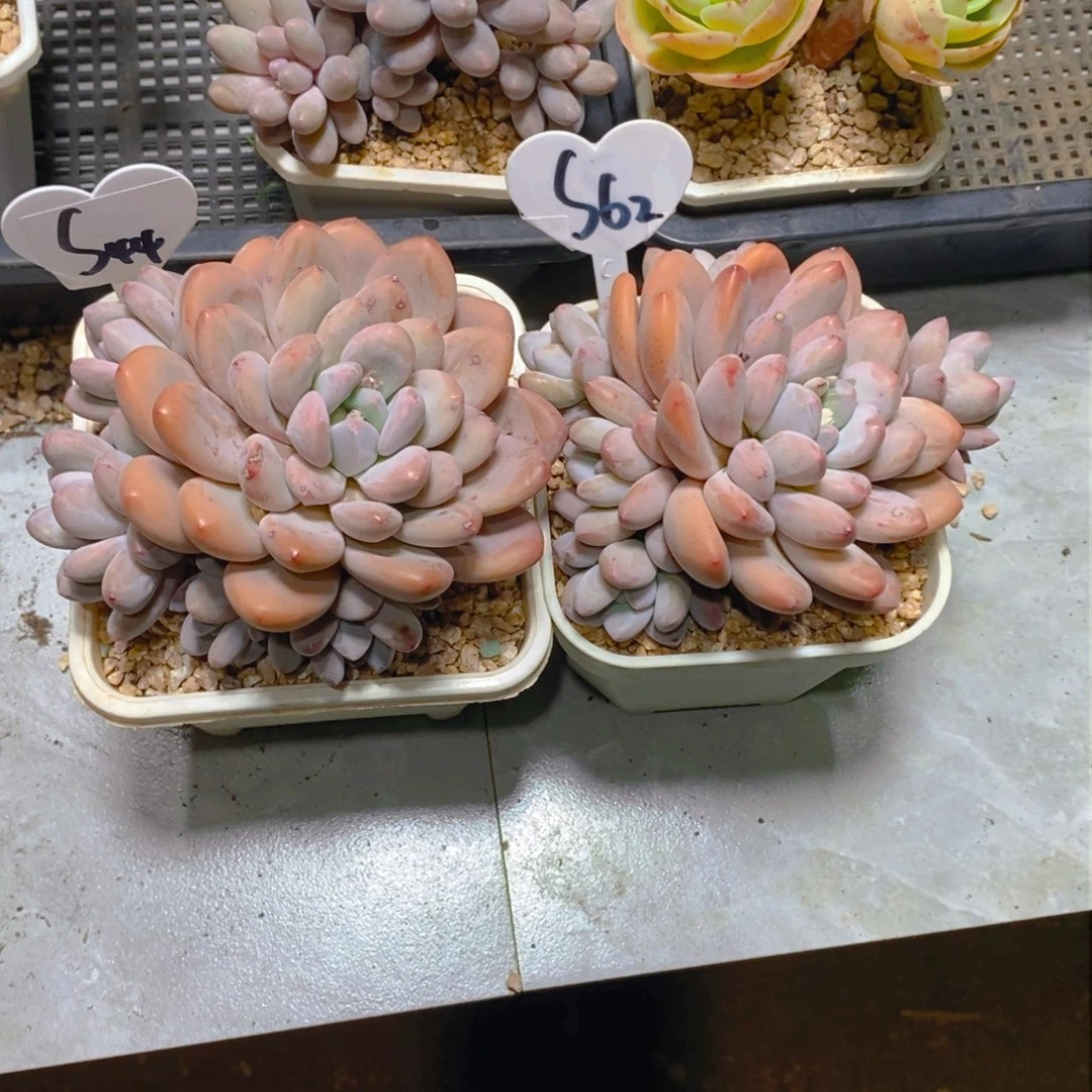 苹*仔香水群多肉植物