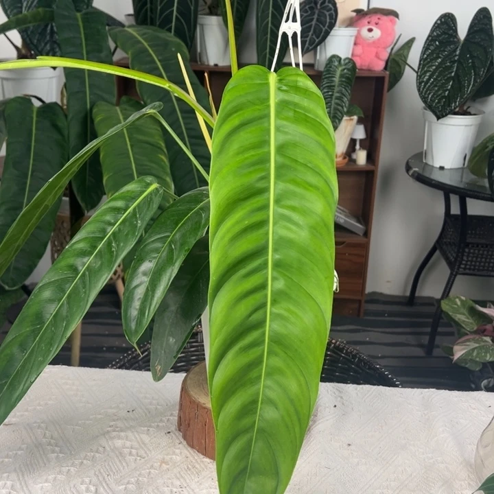 不开花植物原种pp叶长47