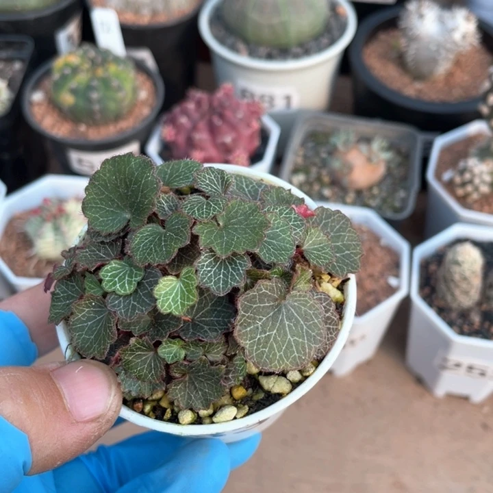 心****红334日本姬虎耳植物