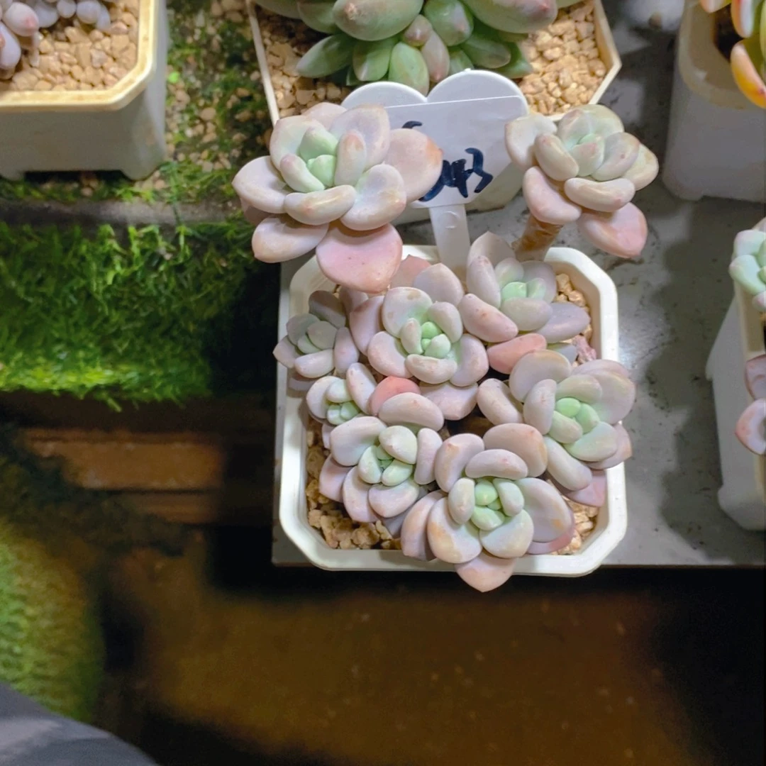 淘**淘樱花粉洛神群多肉植物