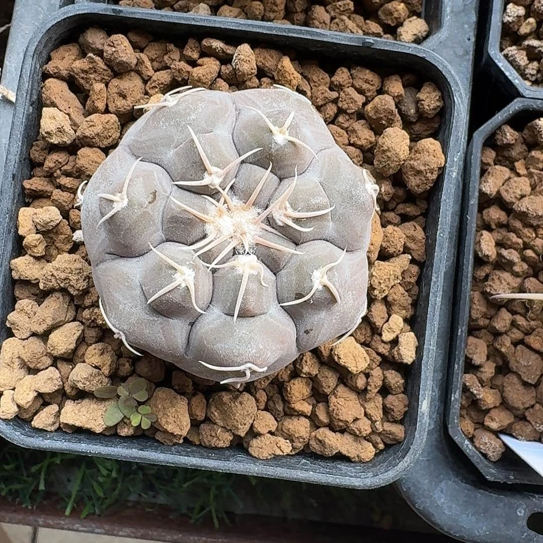 ****戒直播间，福利，专拍，