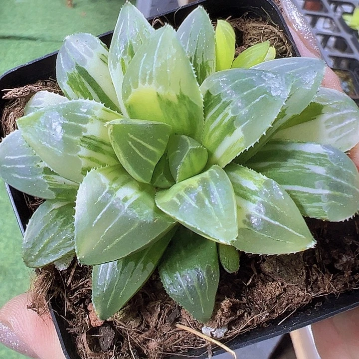 姬寿锦19包邮多肉植物