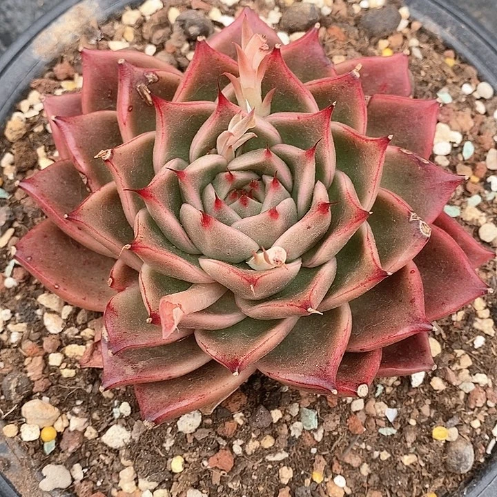 324————直播福利