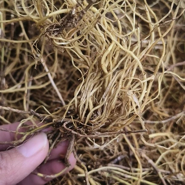 【龙胆草根】云贵高原深山正宗龙胆草根干货现收农产品