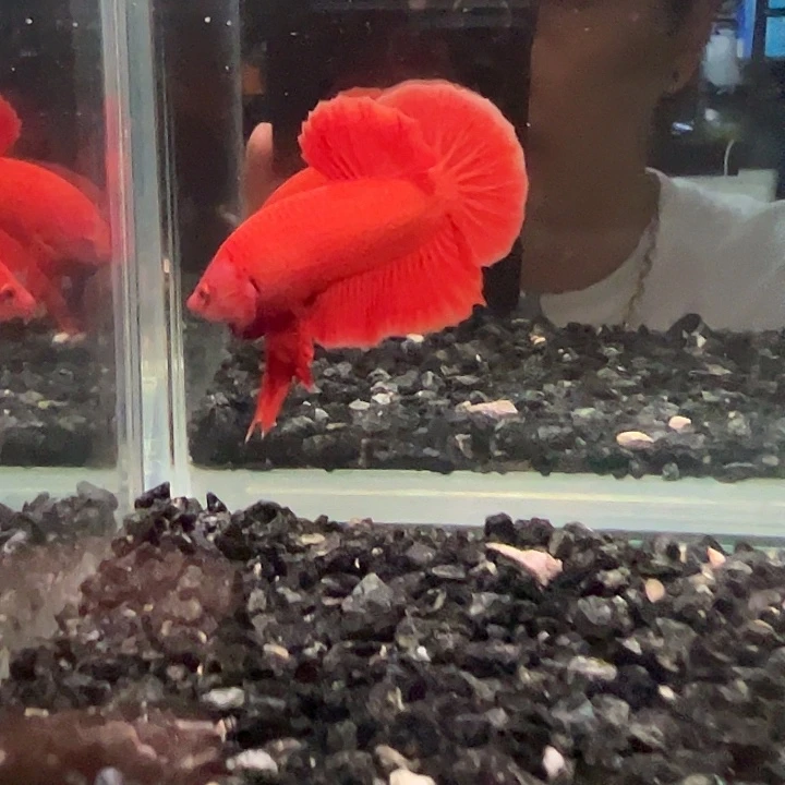 斗鱼满30包邮30日a23