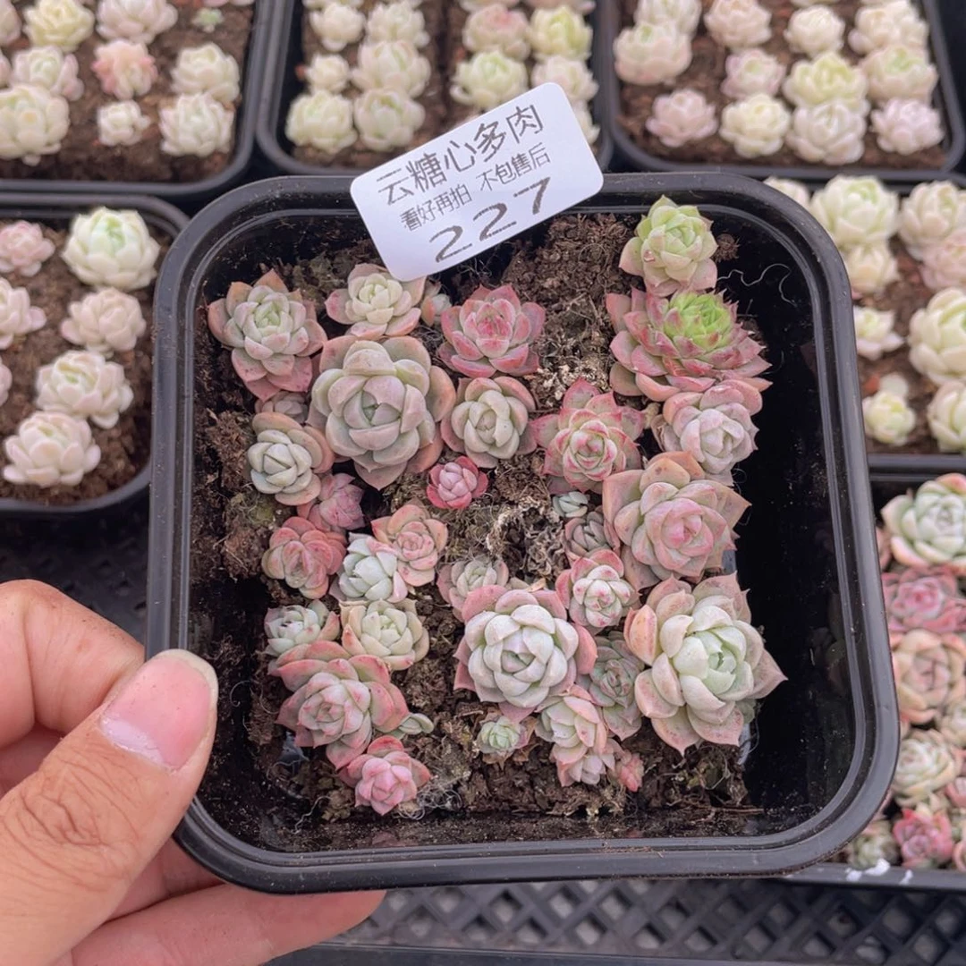 云糖心多肉植物227