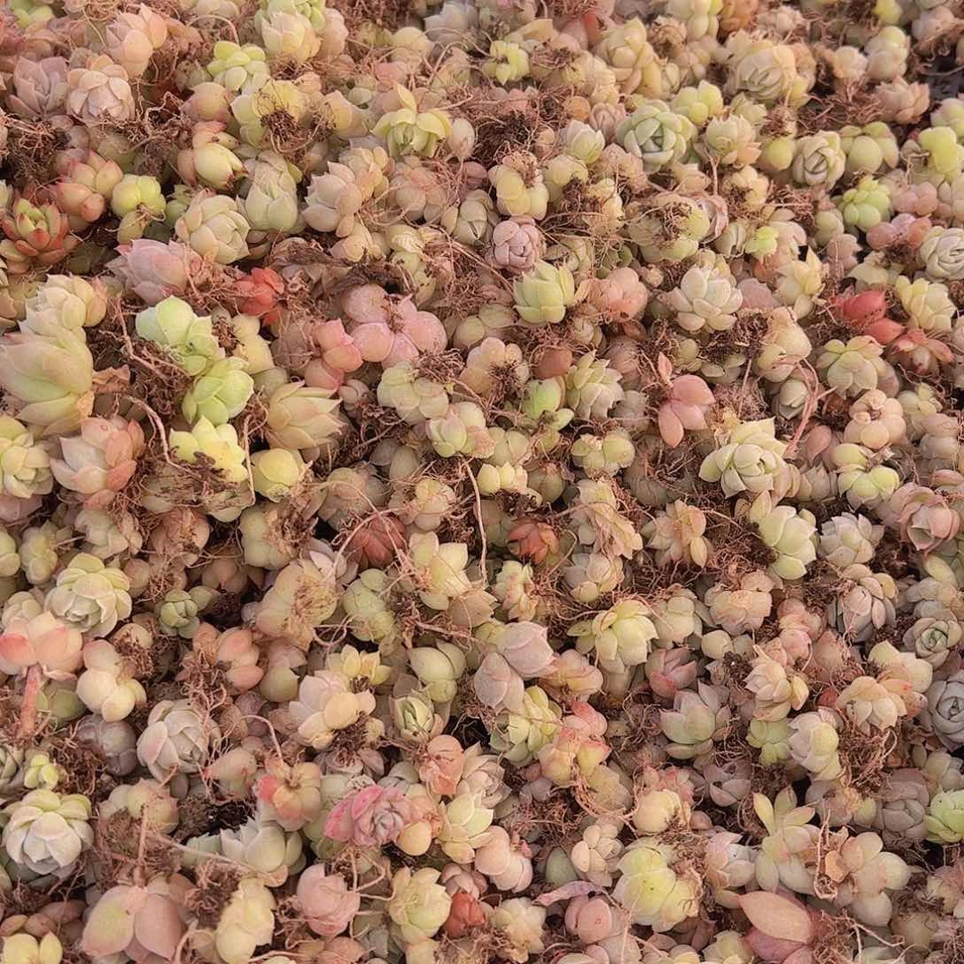 饭盒小苗保底50颗量拍