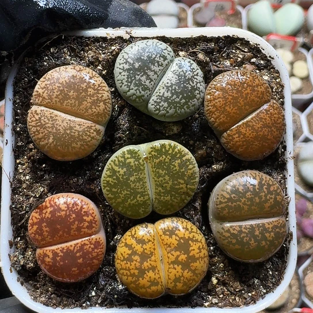 生石花111111。   175