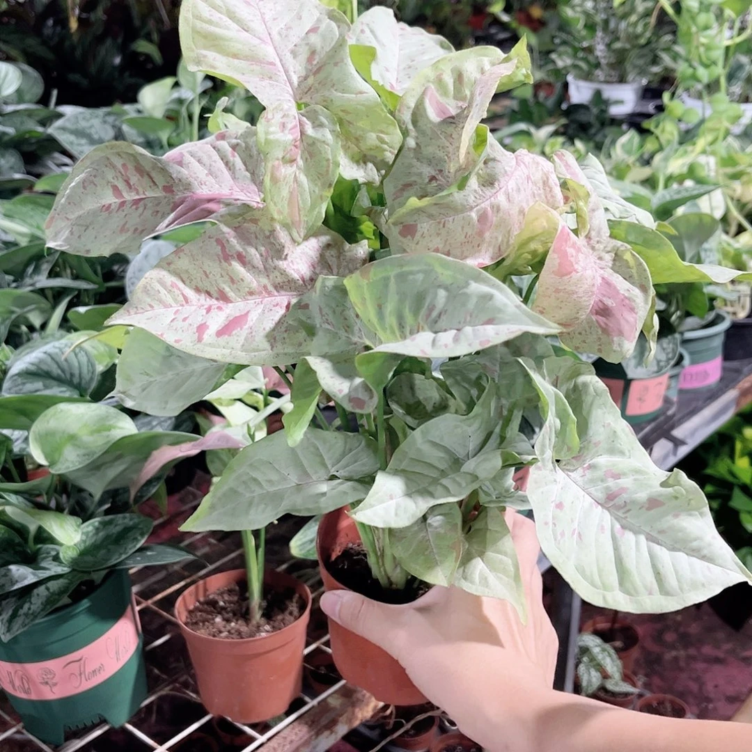 完全开放557 牛奶合果芋