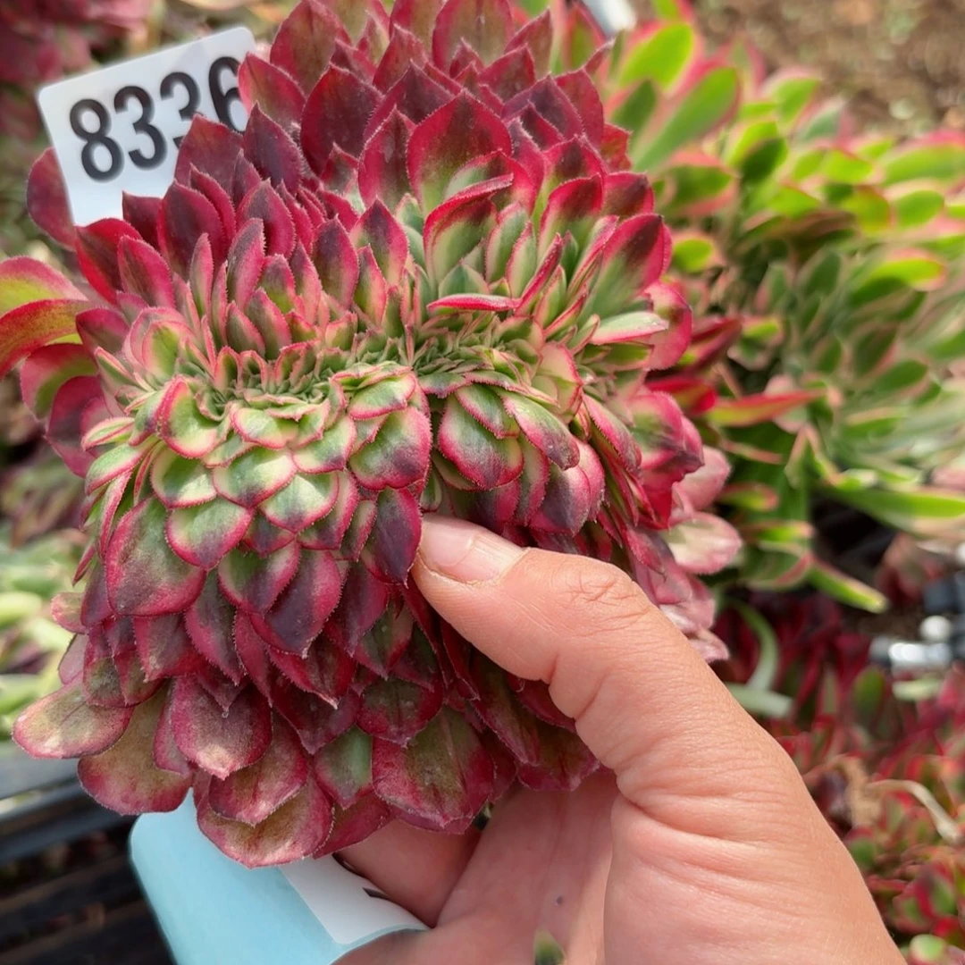 我8336 号多肉法师新年特价没有荔枝