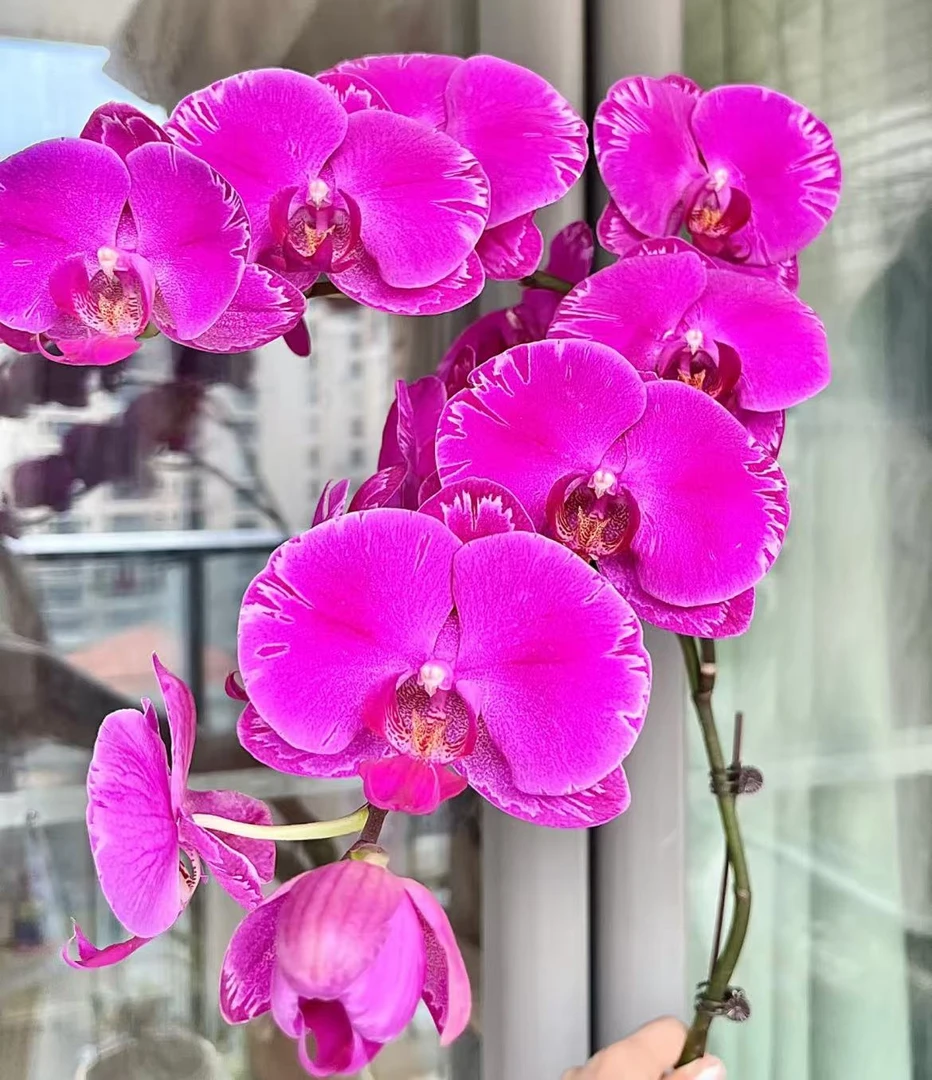 精品蝴蝶兰【光芒四射】 室内好养 广州基地直发