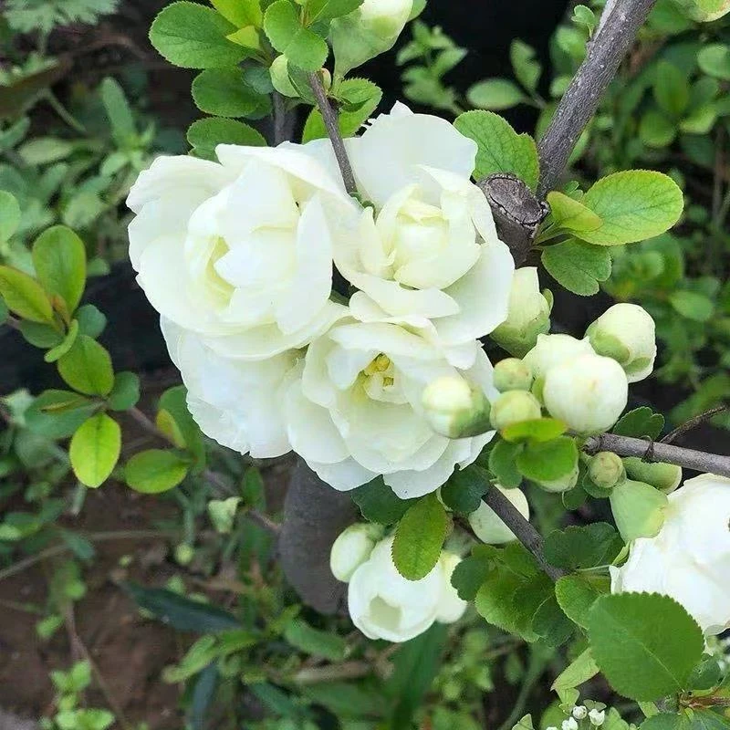 原生绿宝石海棠小盆景