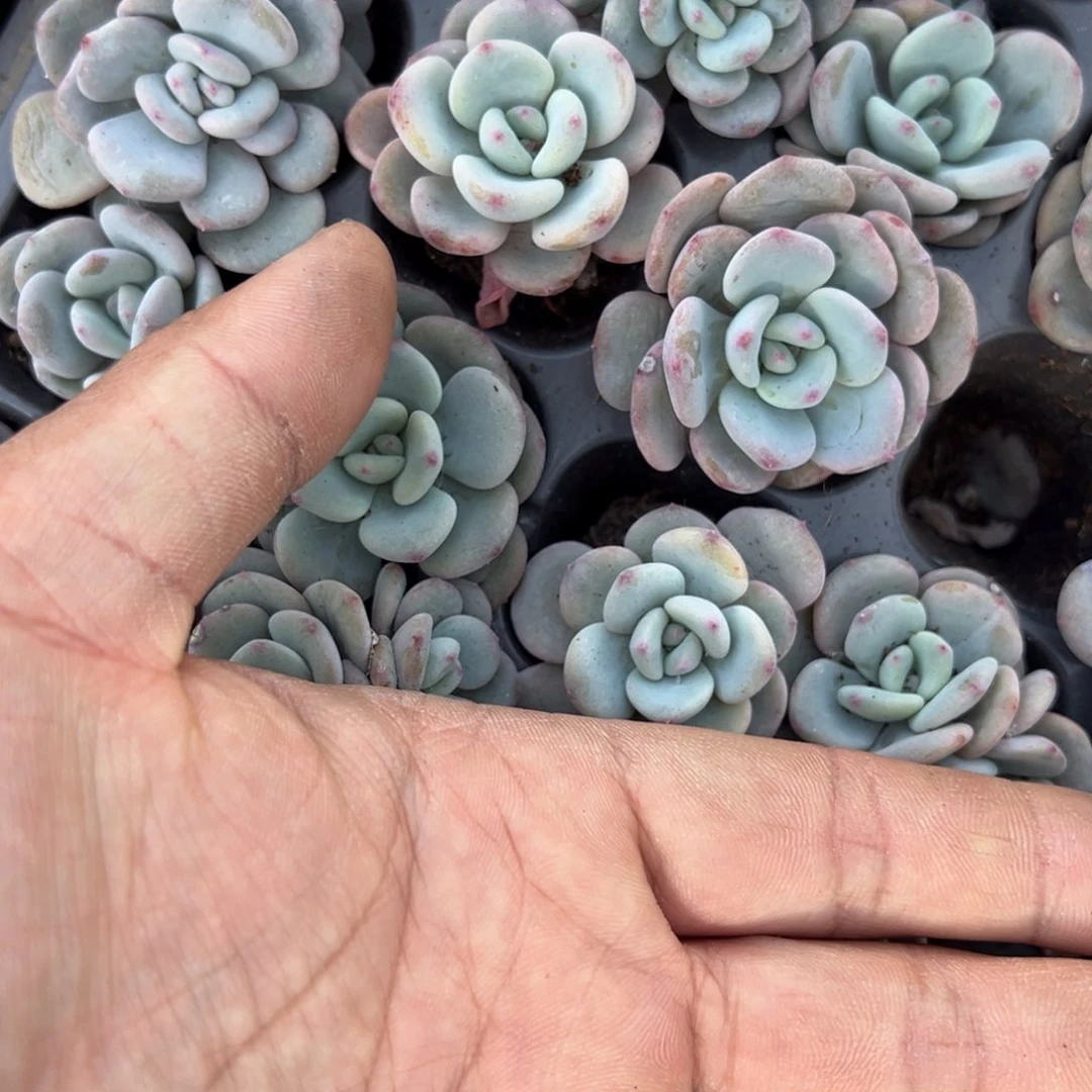 雪兰3颗量拍多肉满9.9元包邮