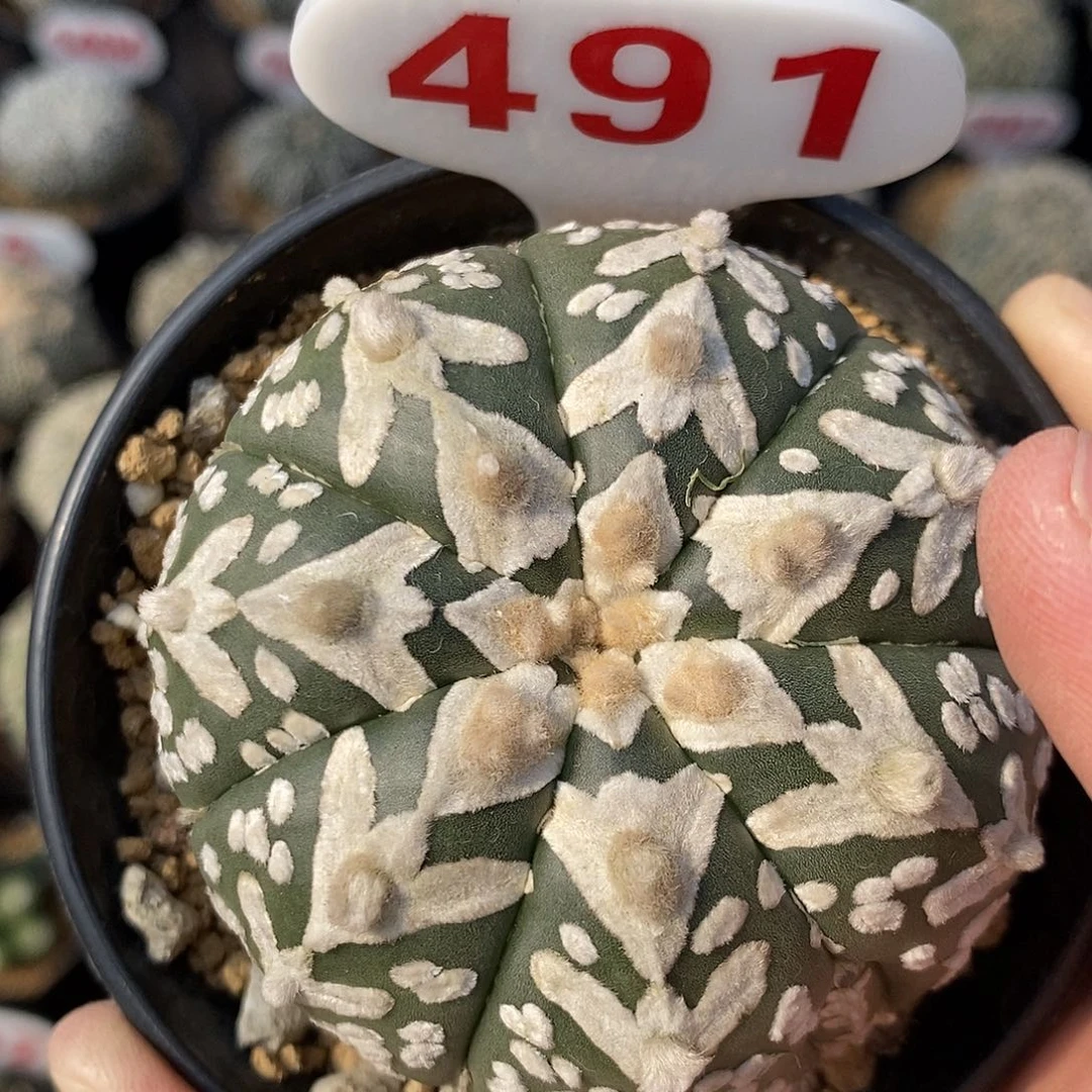 491七愣v兜系列产品