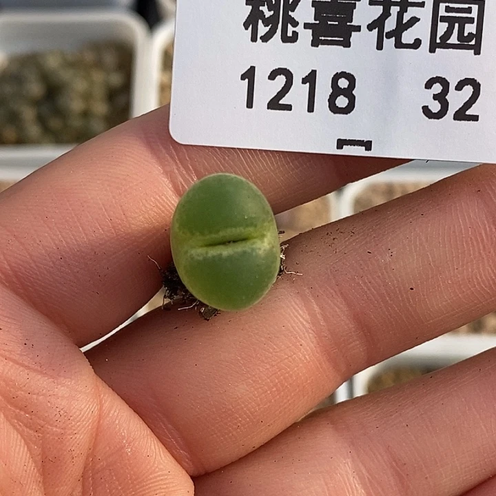 心*1218-32-秒。