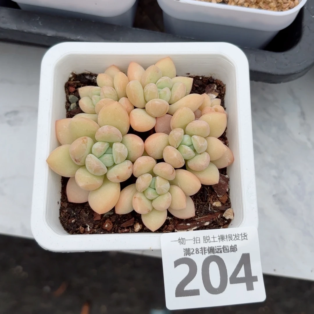 泡泡糖老桩无盆土发货