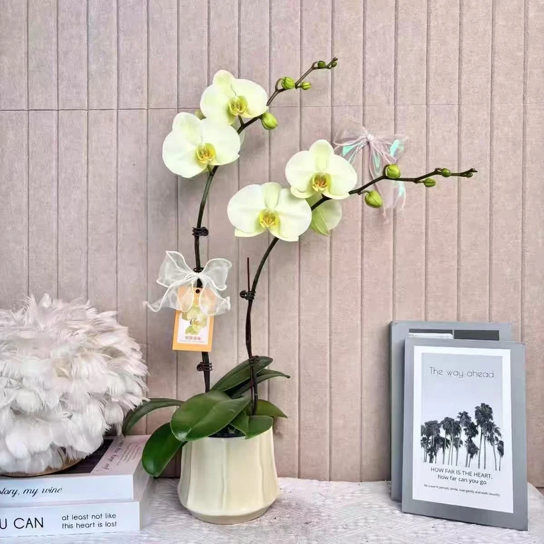 精品鲜花蝴蝶兰【菲尔拉】室内家居 花卉绿植盆栽 送礼 带花带花苞