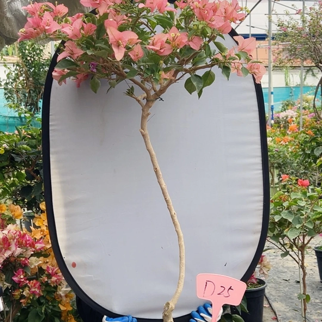 Y****大部分花苞少量开放D25卡亚塔