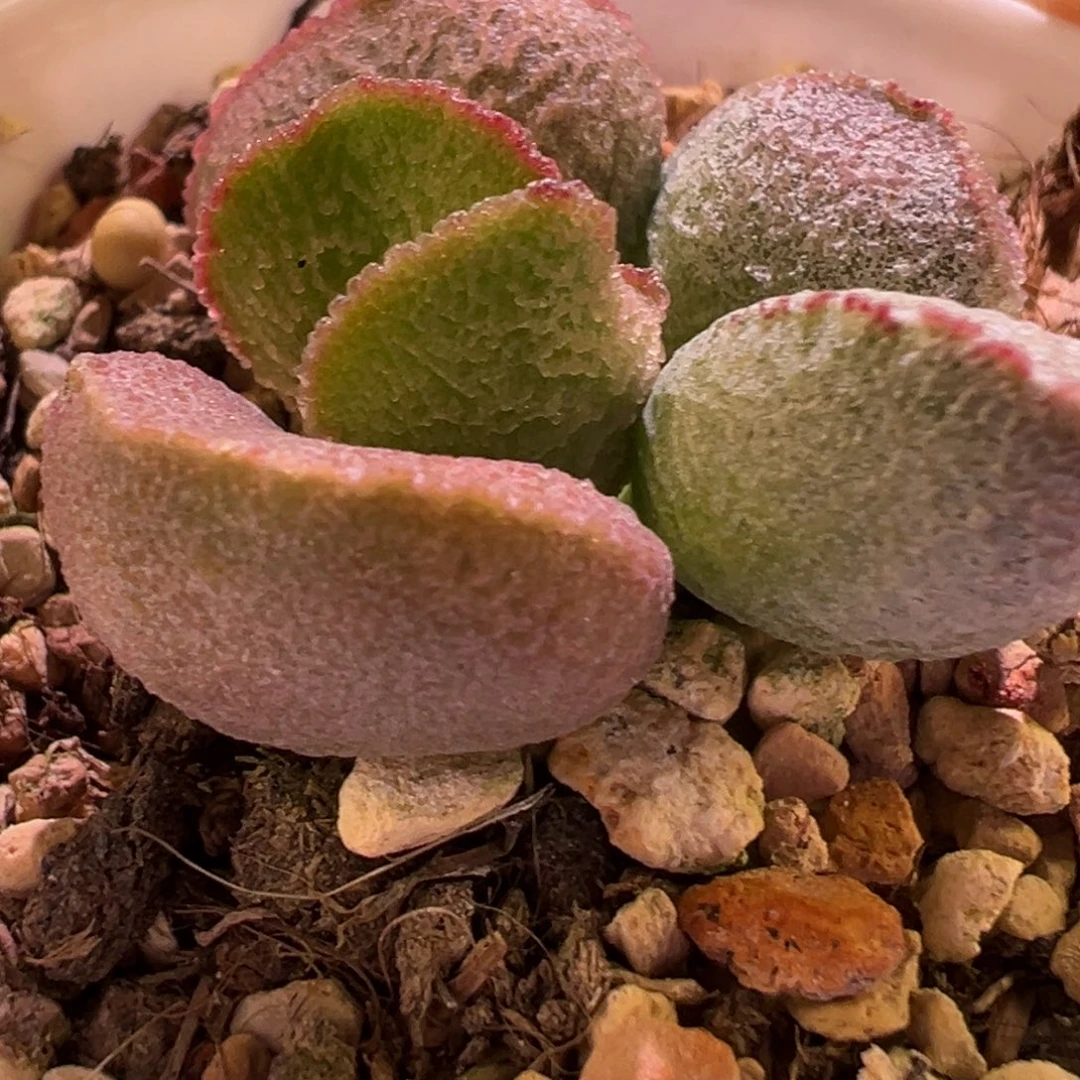 粉色蛋型叶新品多肉植物水泡