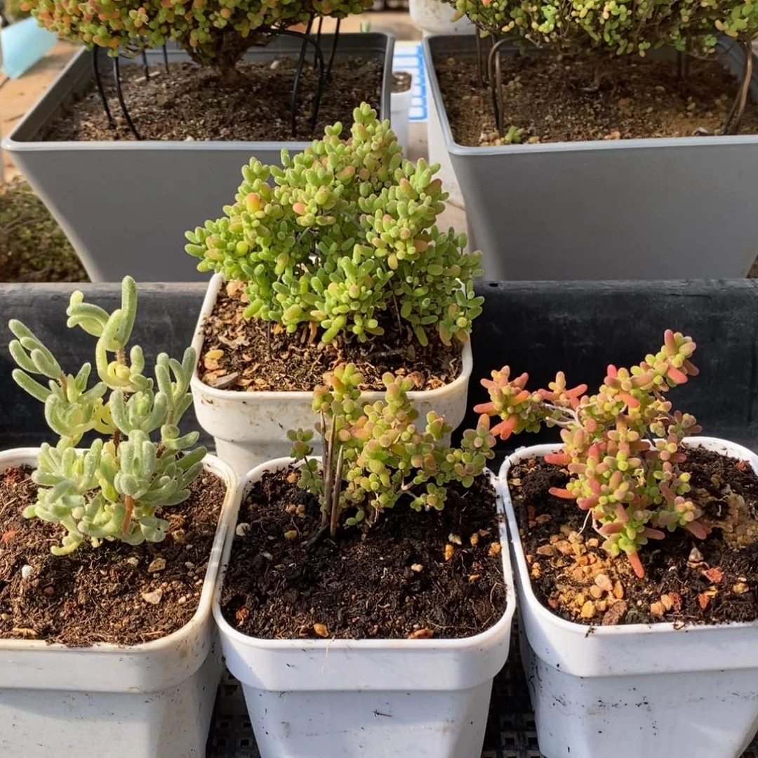 枝干番杏多肉植物113