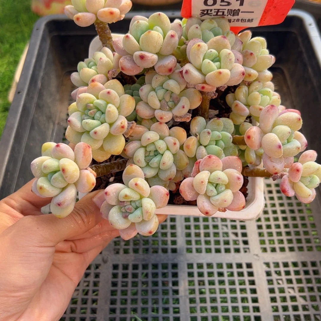 表妹精品多肉051.