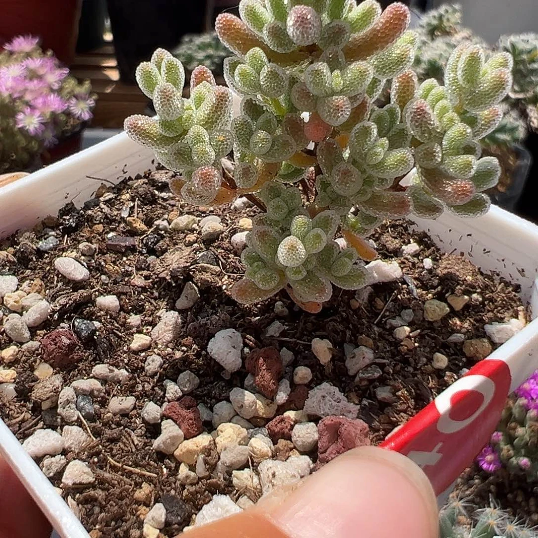 ＿*伊140号福利实生冰晶4,25多肉