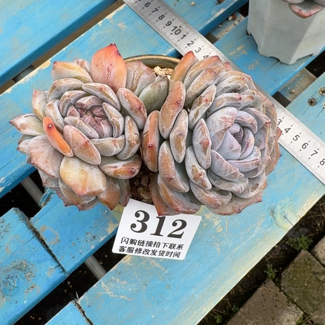 玛****312石榴籽星影无砍12cm左右（45-10）