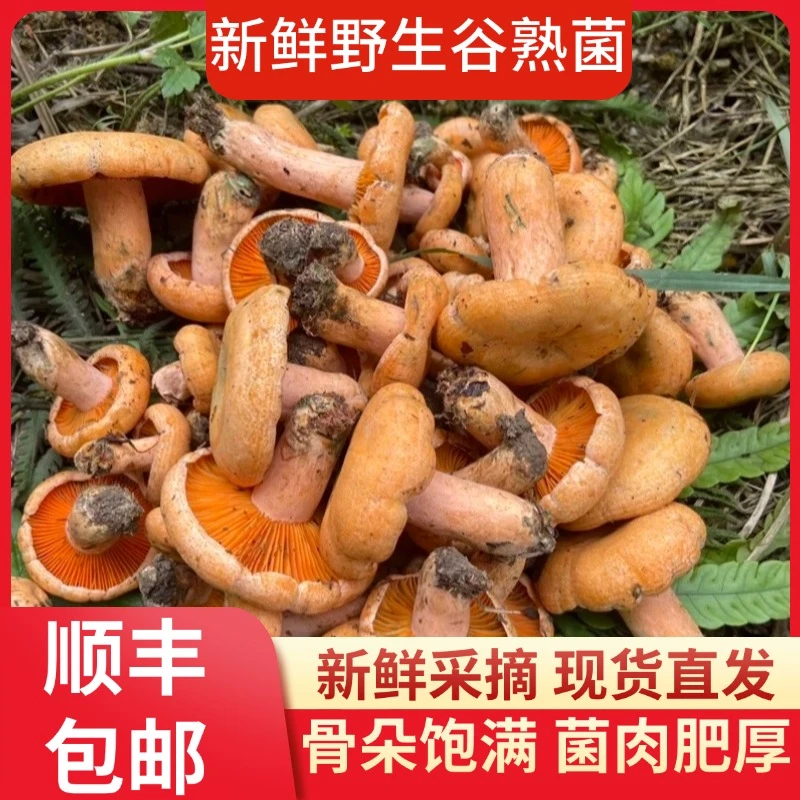 【顺丰包邮】新鲜野生谷熟菌松树菌黄枞菌重阳云南野生菌批发