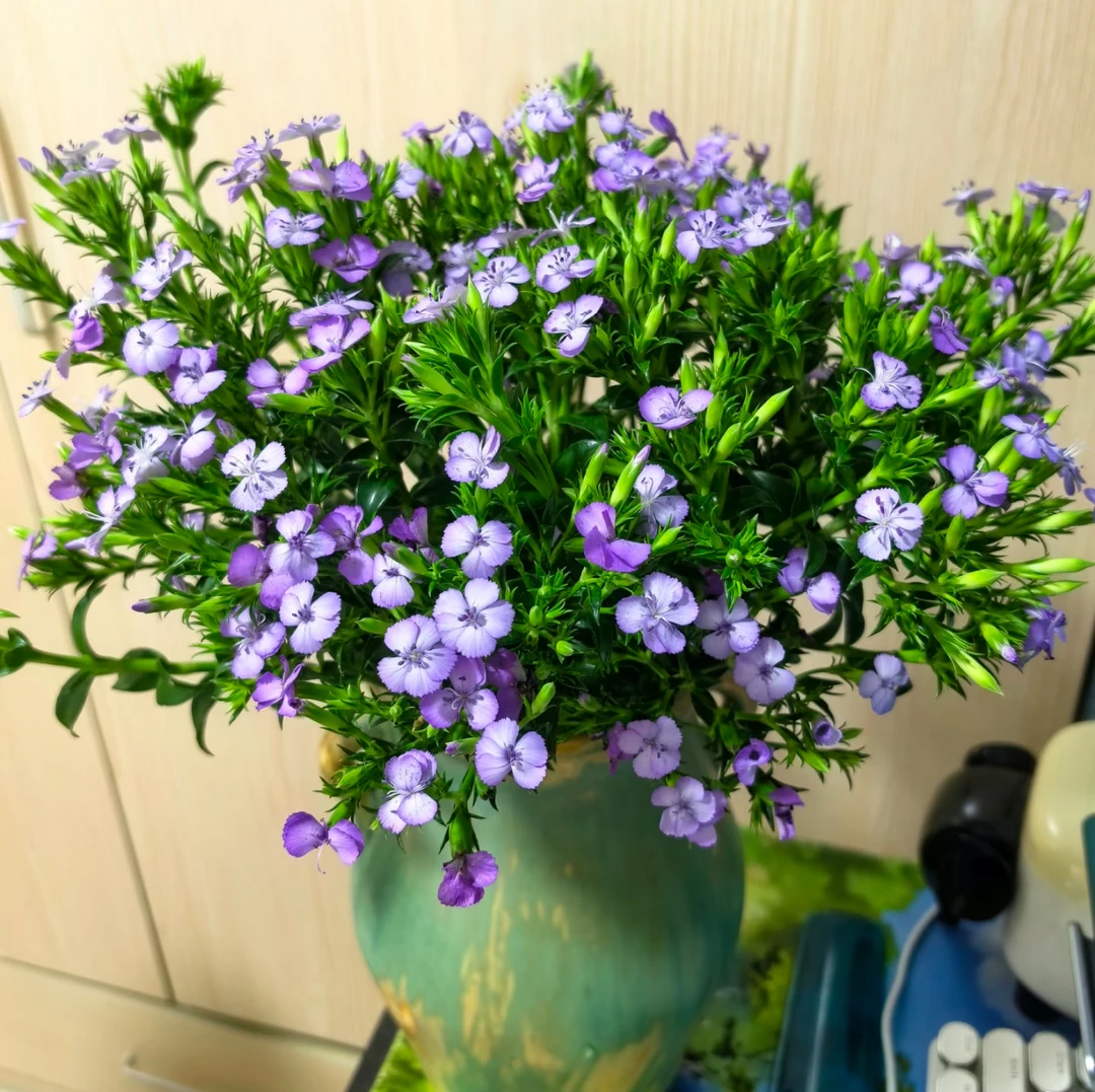 【紫色青梅】 紫色青梅1把  花期长  | 全场任意满两单鲜花包邮