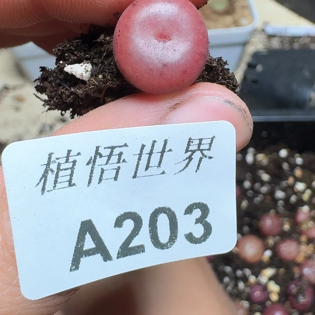 203号多肉植物哇f f