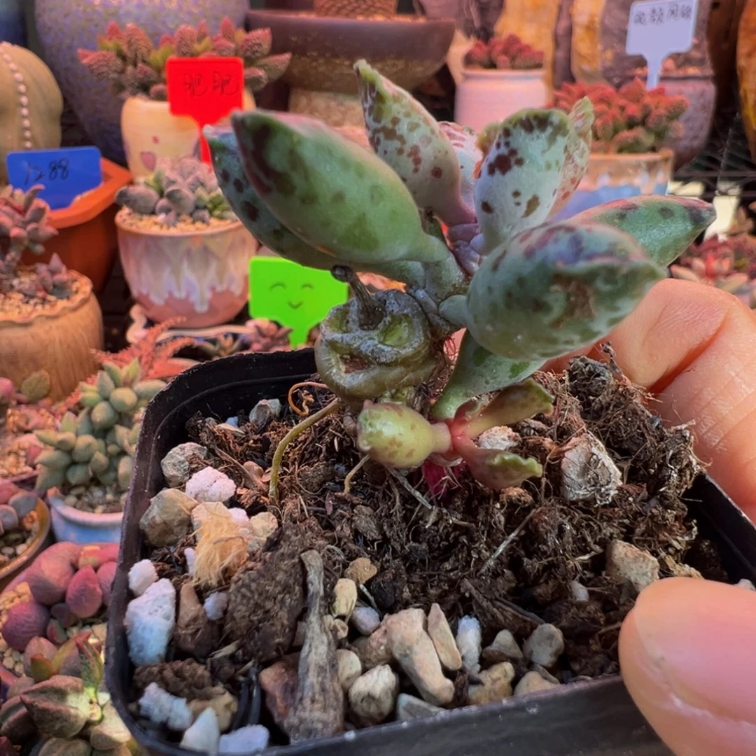 一物一拍带盆发货