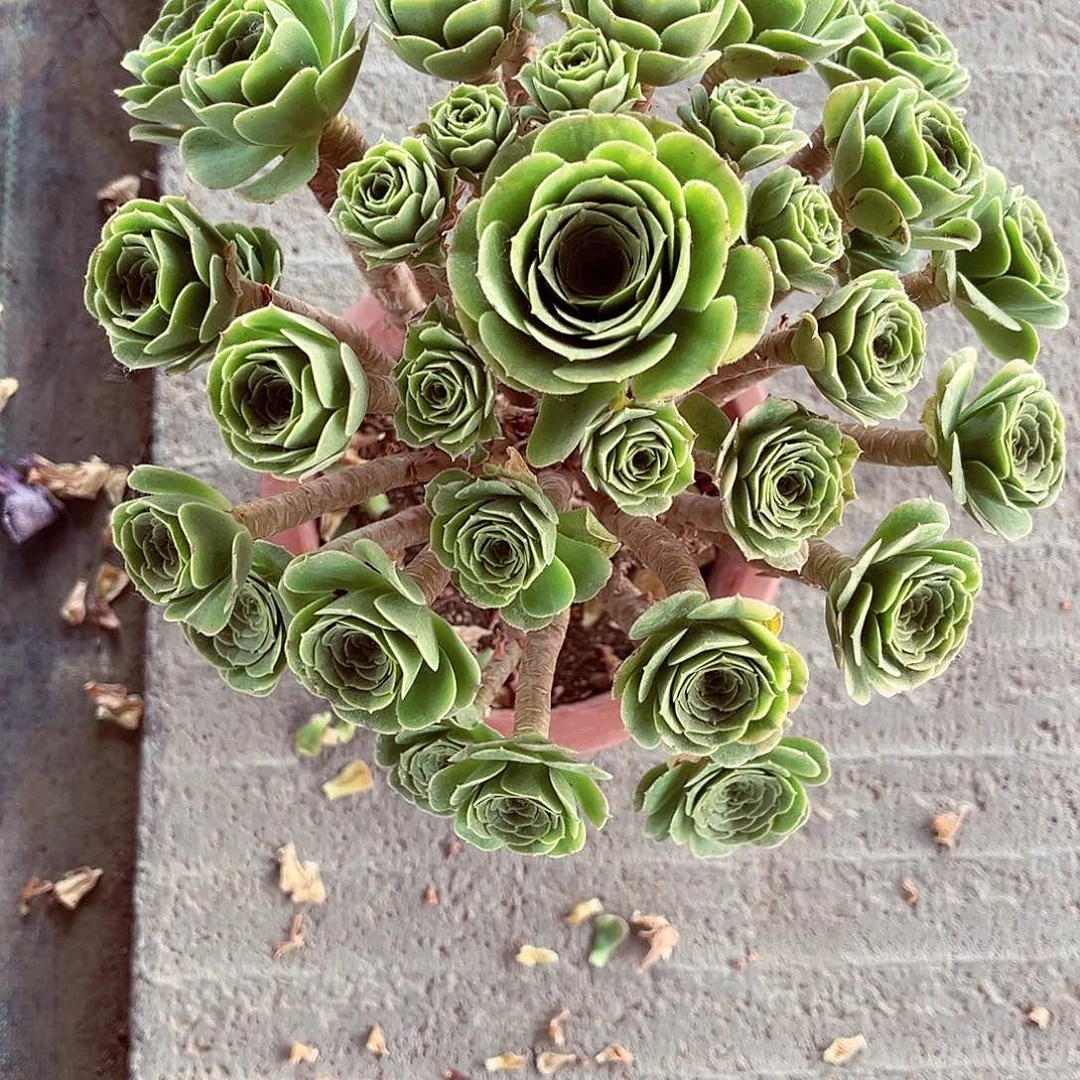 当前无花朵，栽培后可花朵