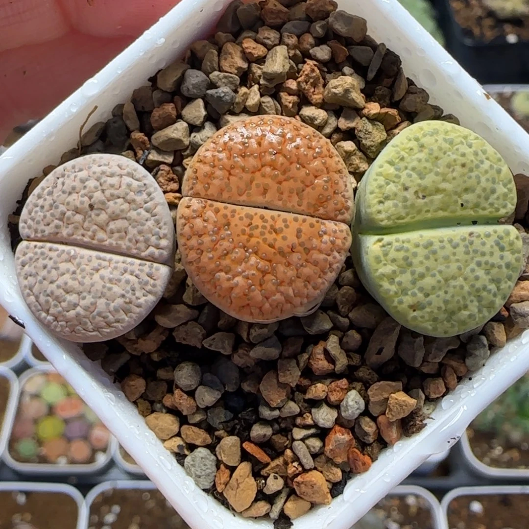 微纹玉组合多肉植物百科